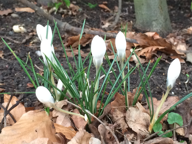 spring-flowers